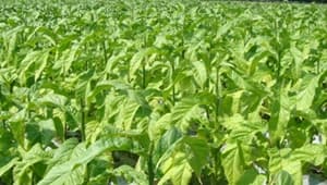 タバコは日本の農家で栽培していて絶対に売れる作物だった